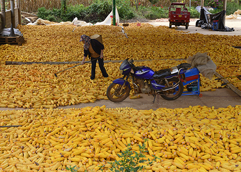 元江：搶收秋糧保豐收